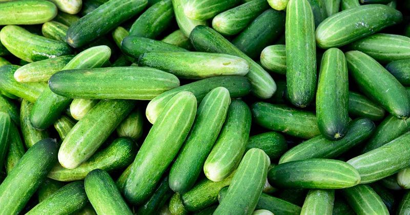 5 Ways to Select the Best Cucumbers