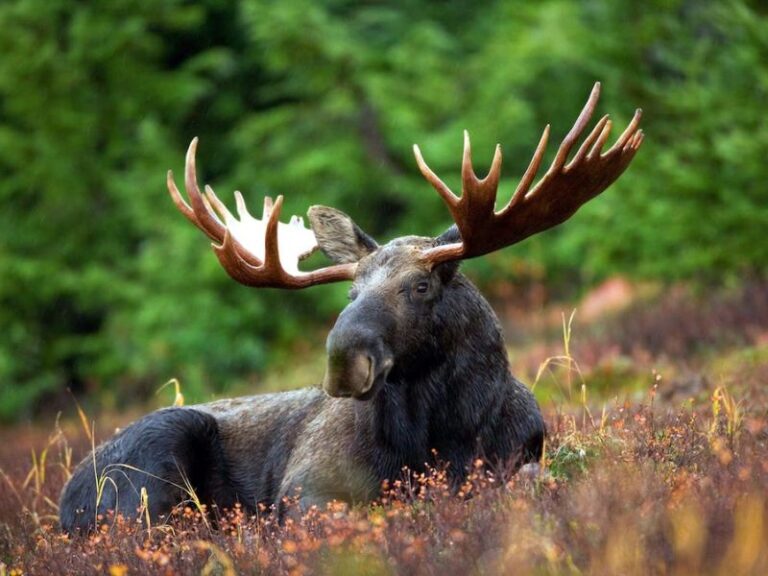 Can You Eat Moose