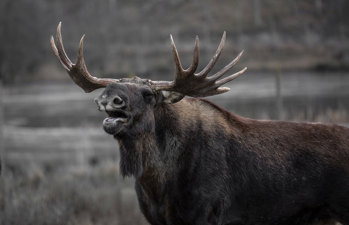 Moose meat has a distinct flavor