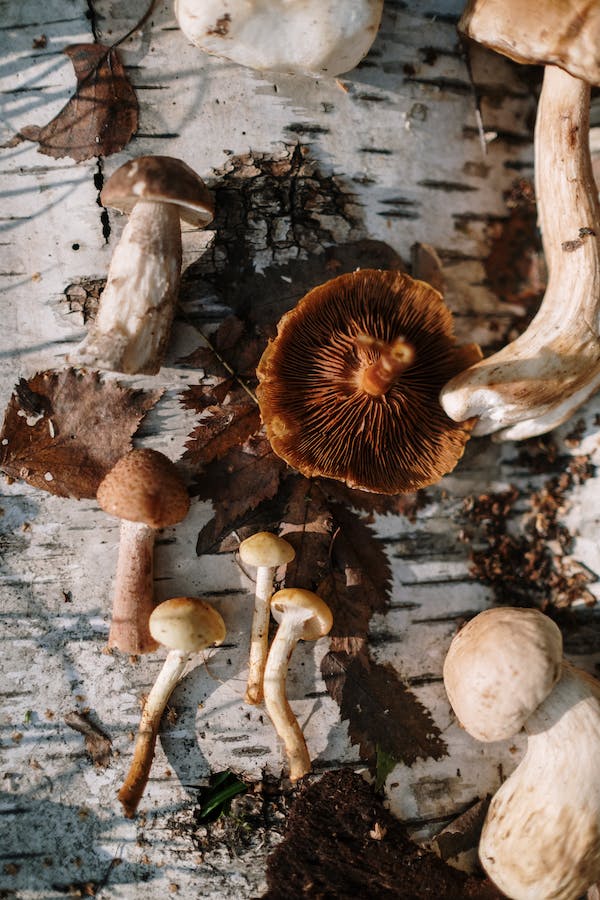 What You Should Know About Eating Raw Oyster Mushrooms