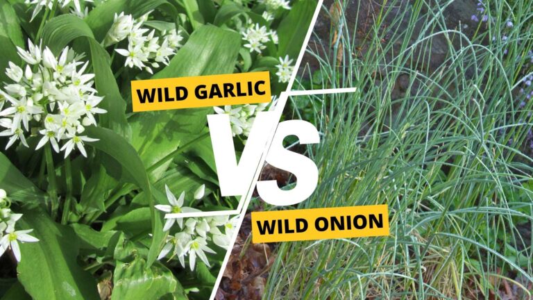 Wild Garlic vs Wild Onion